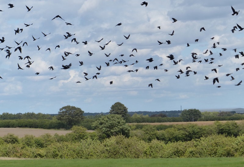 Une volée de corbeaux, dite un «meurtre »