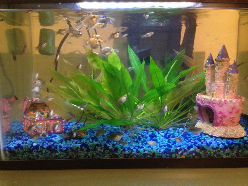 Photo de mon aquarium -- Au fond, il y a du gravier bleu. À gauche, un coffre au trésor, rose. À droite, un château à trois tours, aussi rose. Au centre, il y a 3 plantes vertes, en bonne santé. Il y a environ 30 poissons, tous de 1 cm ou moins.
