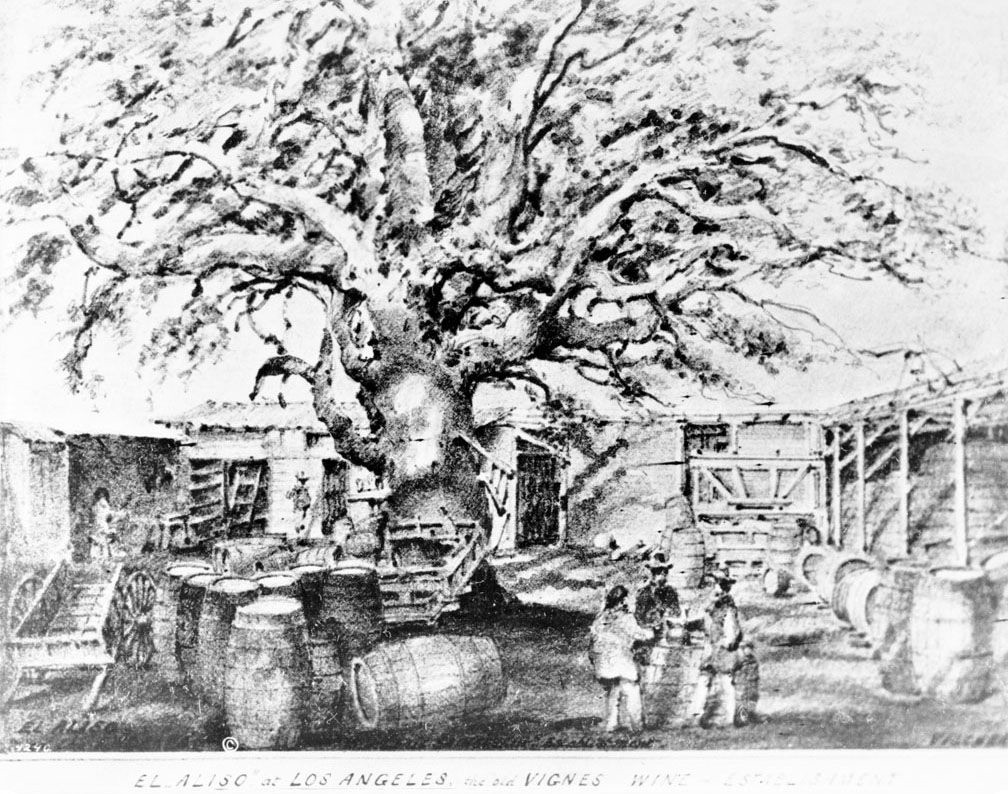 C'est un dessin d'un arbre nommé « El Aliso », âgé de plus de 300 ans à l'époque, qui se trouvait à la ferme de Don Luis del Aliso.