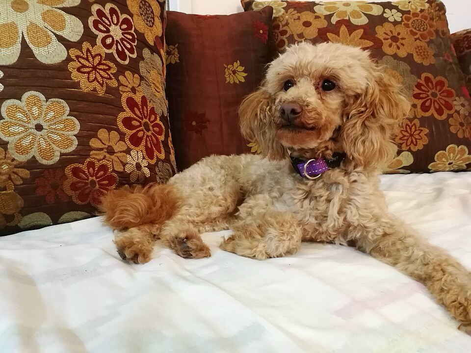 Un caniche nain, assis