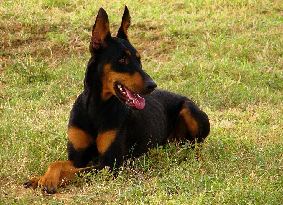 Un gros Doberman, avec les dents pleinement visibles
