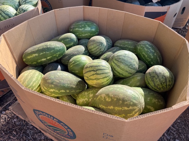 Des pastèques à gogo