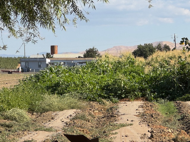 Des arbres aux bords de la ferme