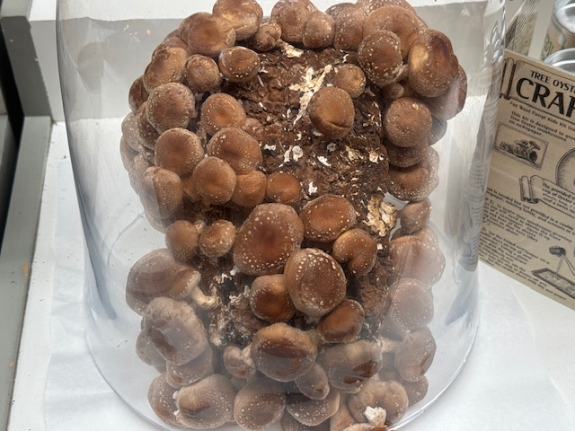 Des champignons sous verre