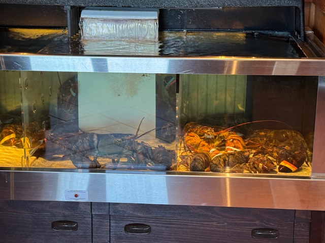 Des homards vivants dans un aquarium