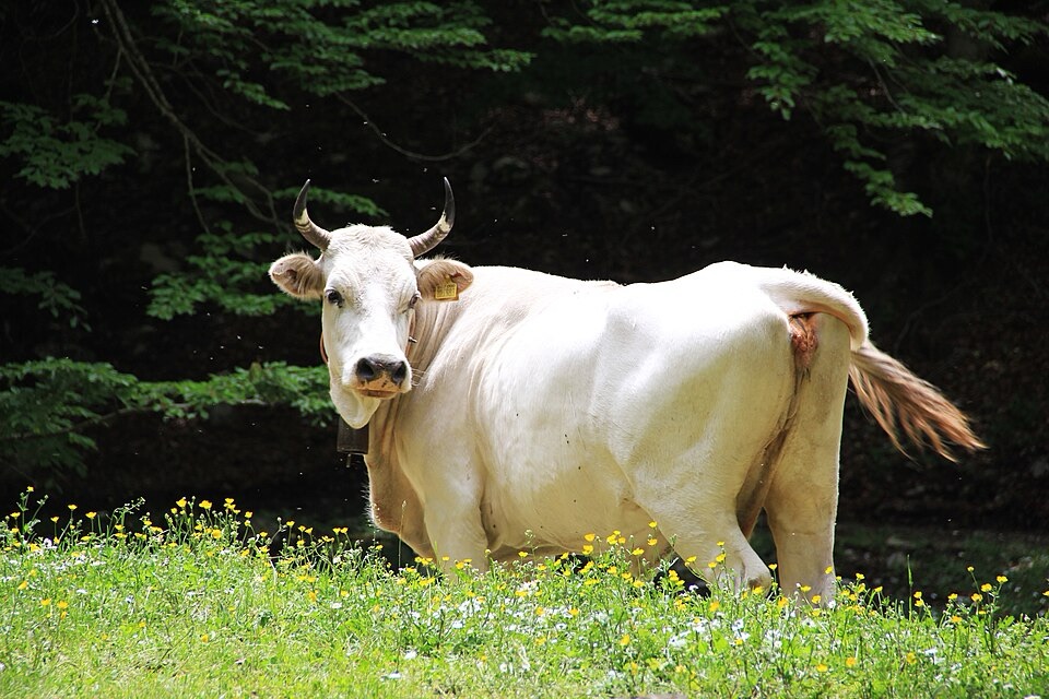 Vache entièrement blanche