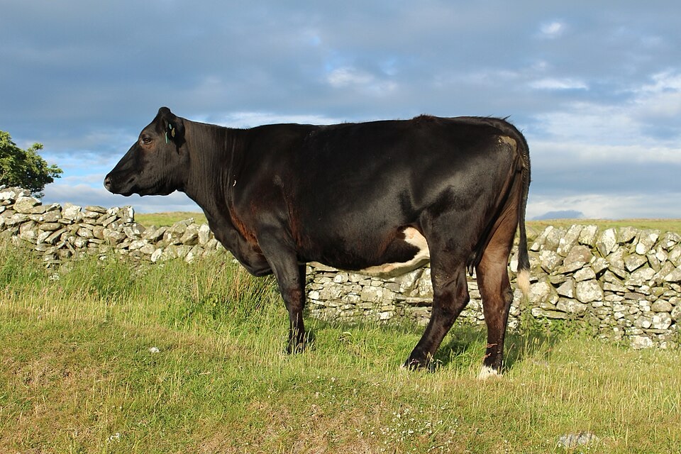 Vache entièrement noire