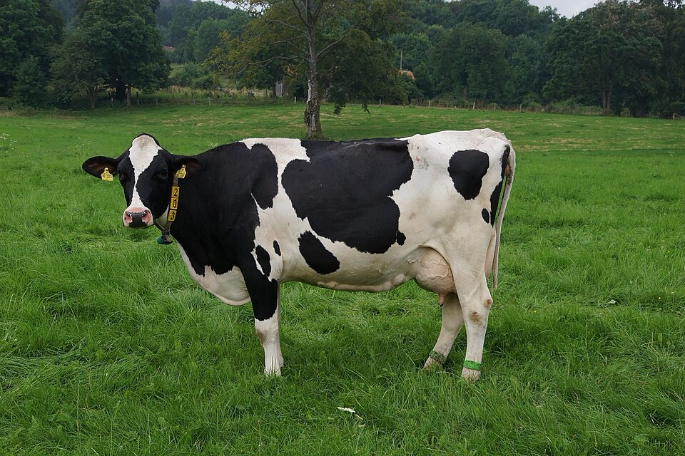Vache largement blanche, avec des taches noires