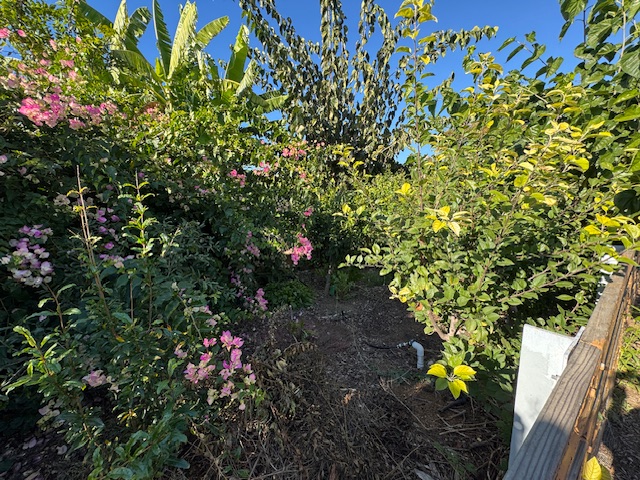 De petites fleurs violettes