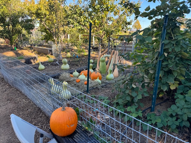 Des citrouilles orange et d'autres gourdes d'une espèce que je ne reconnais pas.