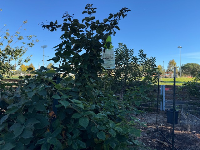 Un arbre avec un « piège à scarabées » monté au-dessus -- il s'agit d'un gros sac en plastique.