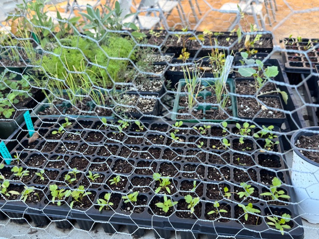 Des herbes dans de petits pots