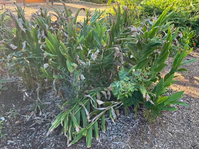 Plus de plantes vertes que je ne reconnais pas