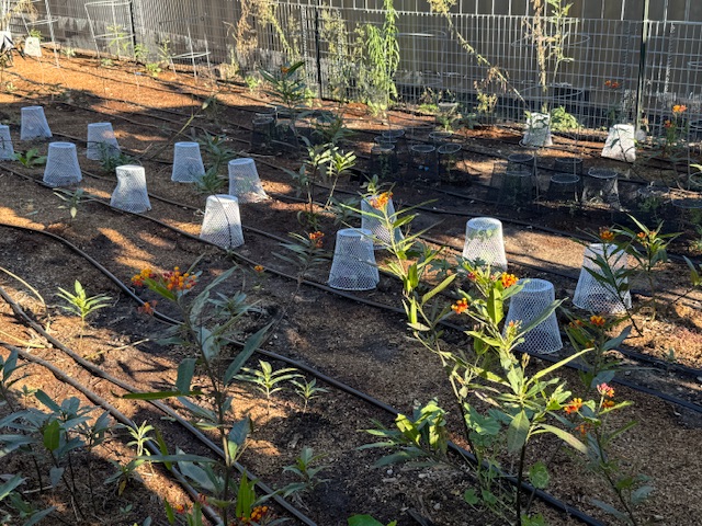 Des filets montés sur de petites plantes pour montrer une façon sans produits chimiques pour gérer les insectes nuisibles