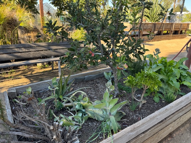 Plus de petites plantes vertes