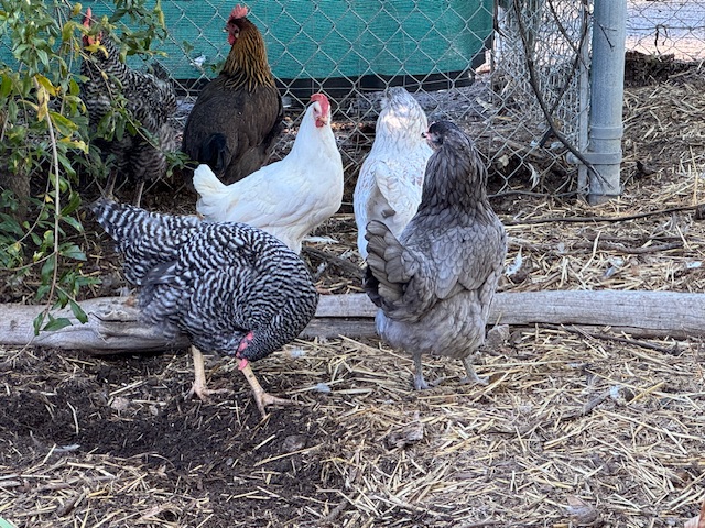 Quelques poules blanches