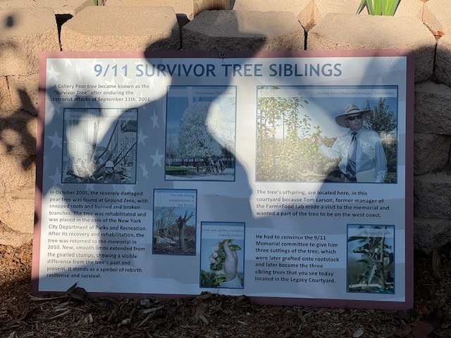 Panneau qui dit que le poirier a été planté avec des branches prises d'un poirier du World Trade Center détruit le 11/9 en 2001