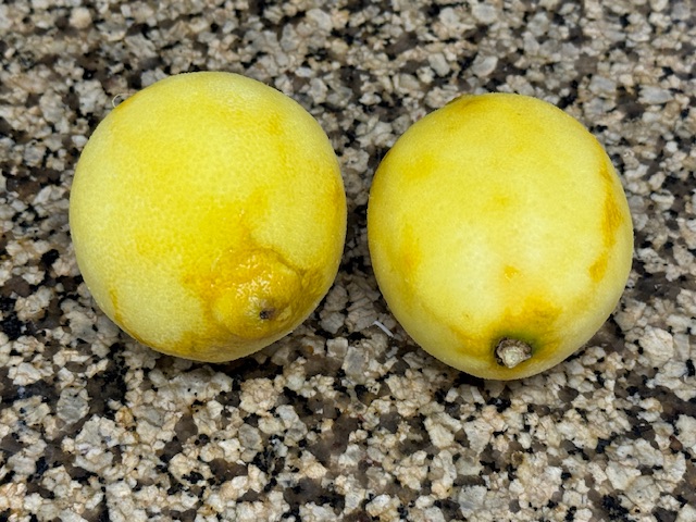 Deux citrons sur le comptoir, sans zeste