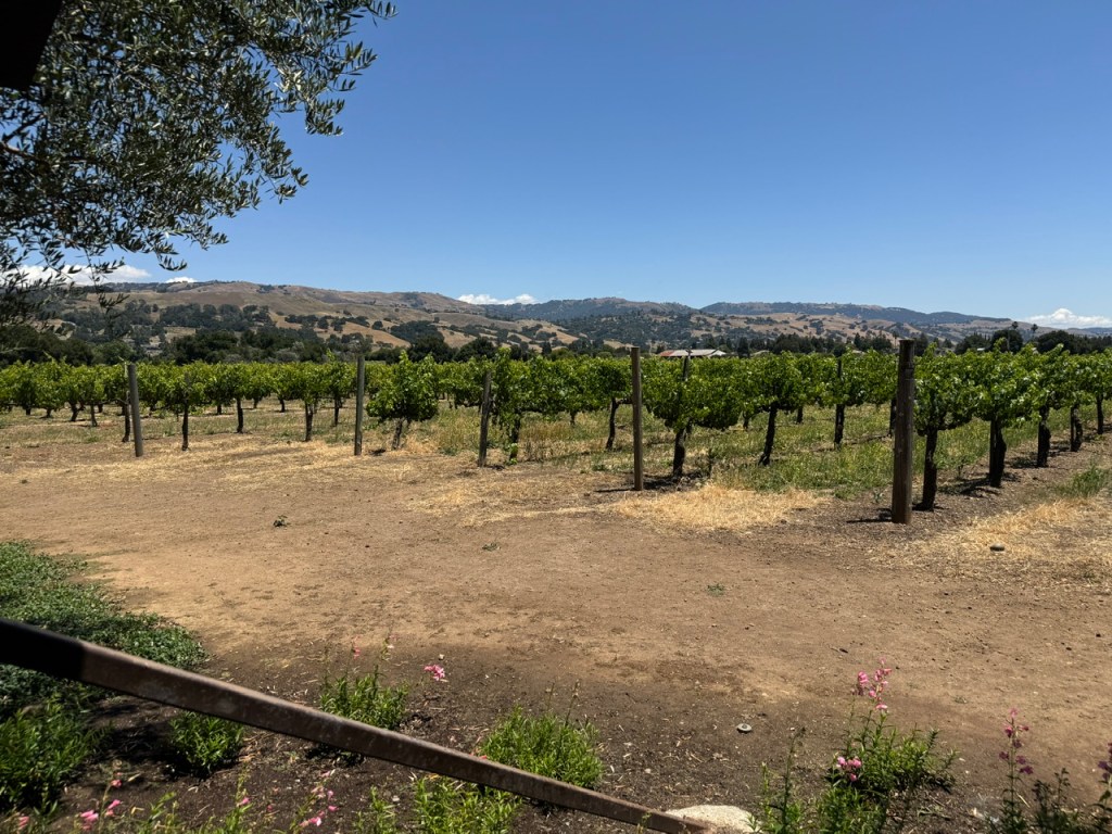 Vignes de raisins