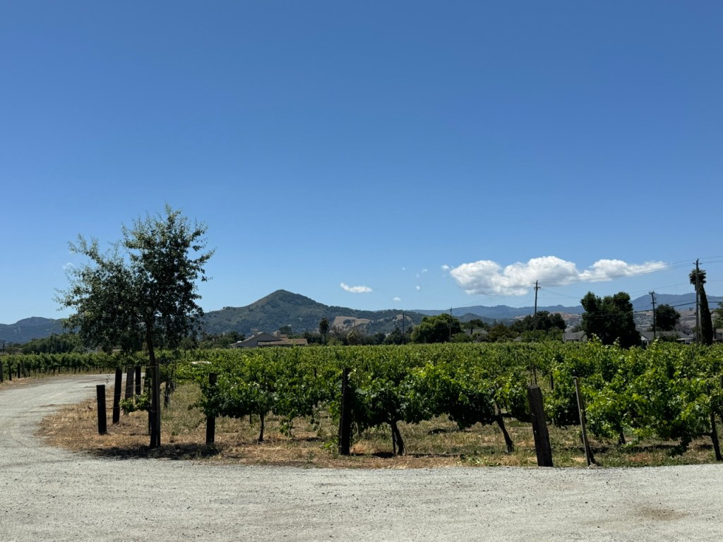 Vue des vignes avec les montagnes en arrière-plan