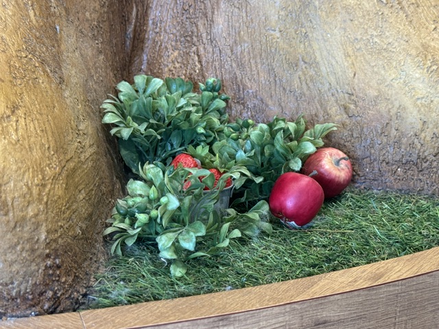 Des pommes autour d'un buisson.