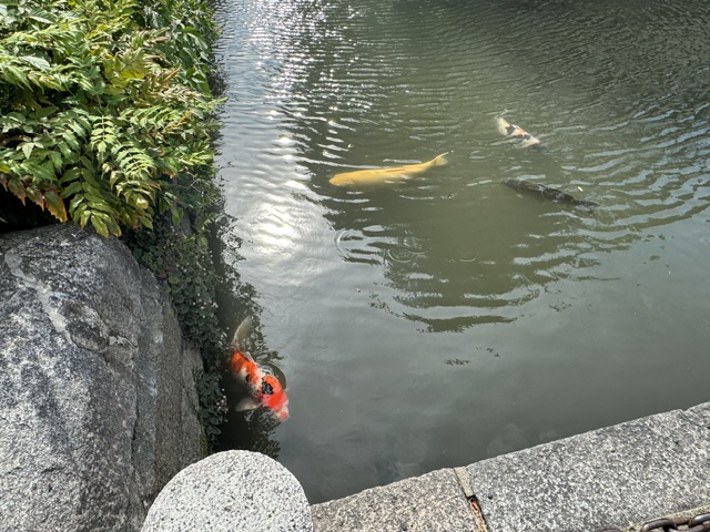 4 koi visibles près du bord du fossé -- orange, blanc, noir, et jaune