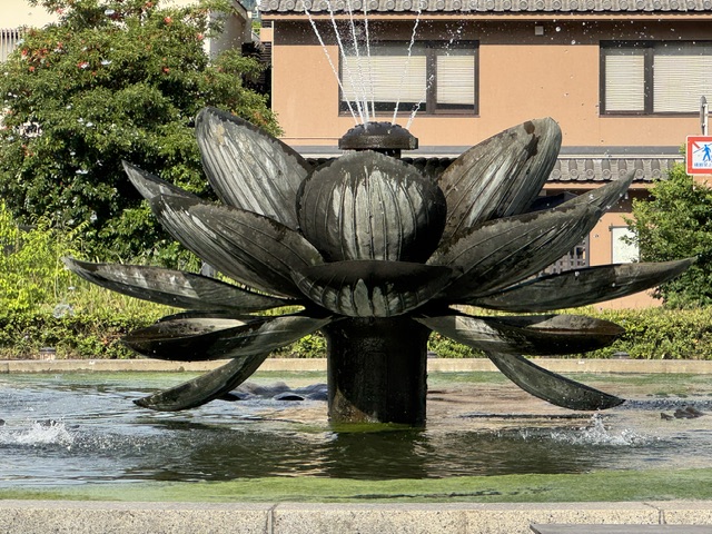 Fontaine en forme de fleur, d'une espèce inconnue pour moi