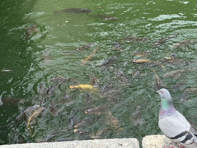 Gros-plan de nombreux koi qui nagent dans le fossé