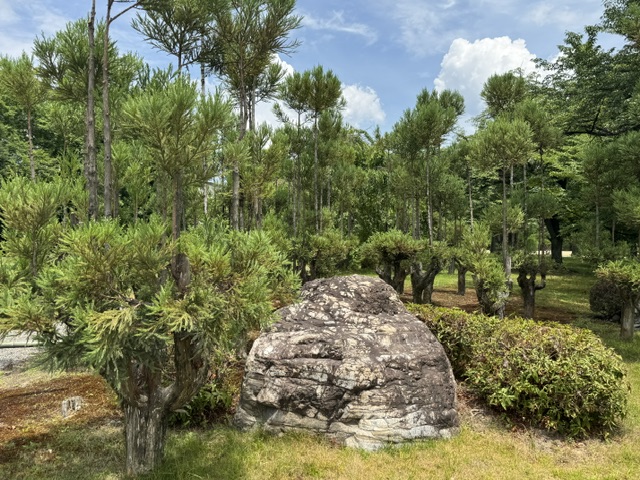 Des buissons et des arbres autour d'un rocher gris