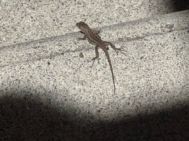 C'est un lézard de peut-être 4 cm.