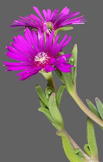 Fleur violette avec des tiges regorgés d'eau